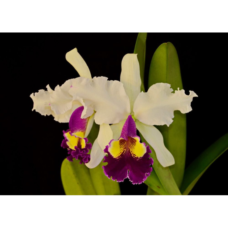 Орхiдея C. Gaskeliana Alba x Hardyana Semi Alba - купити, доставка